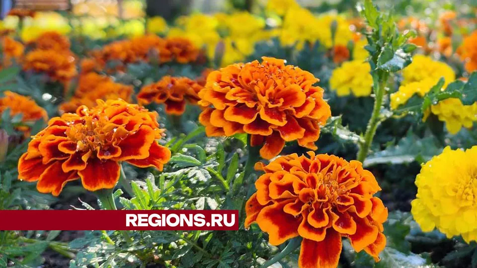 Фото: Валерия Тингаева