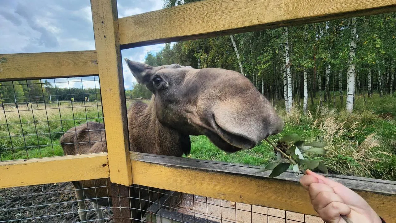 Картинка