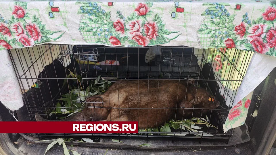 Фото: Дмитрий Дмитров