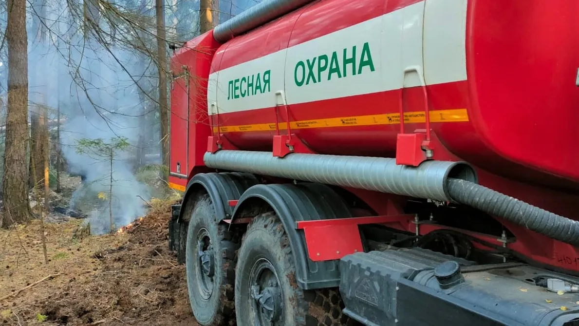 Фото: Комитет лесного хозяйства МО