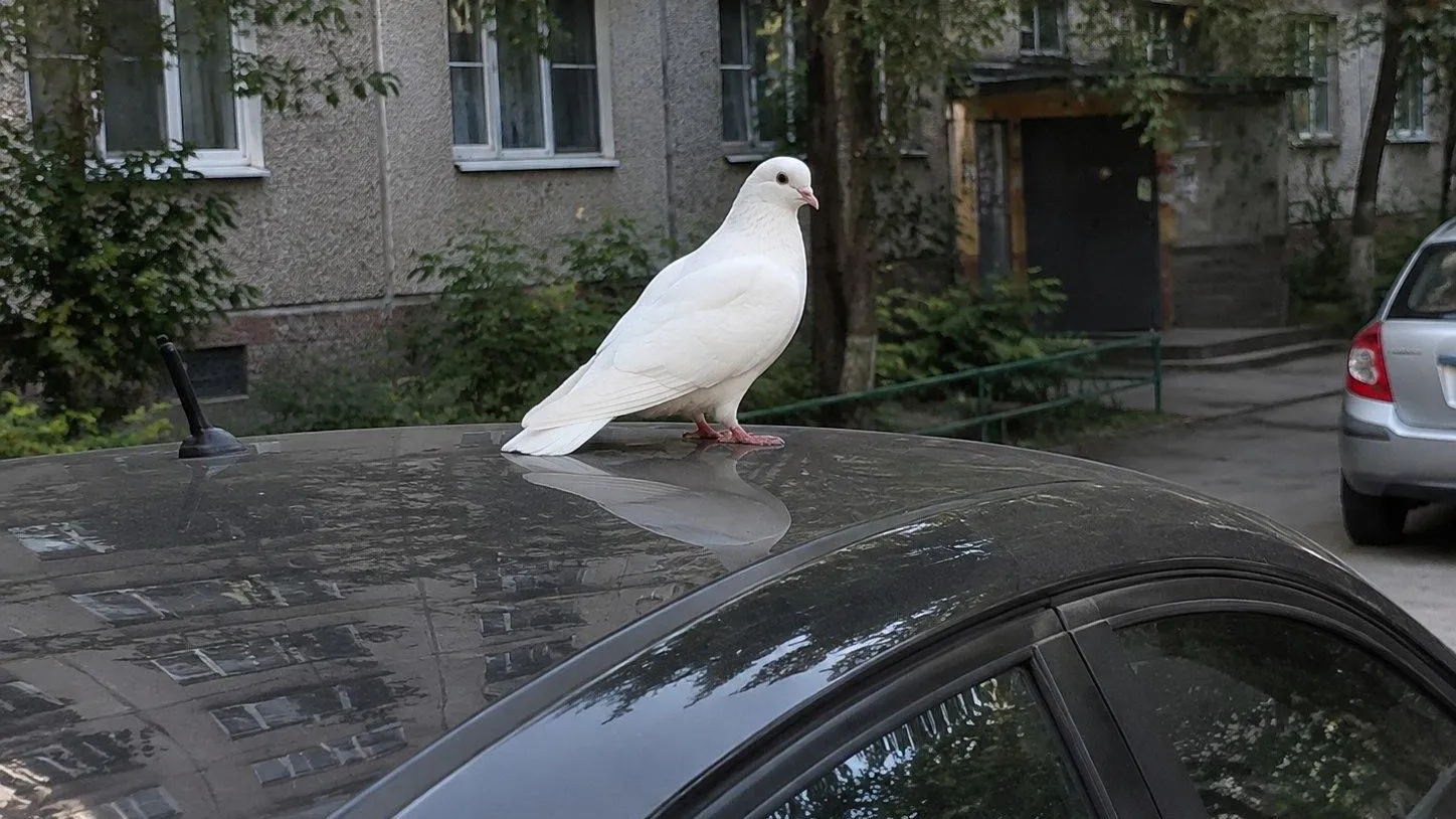 Картинка