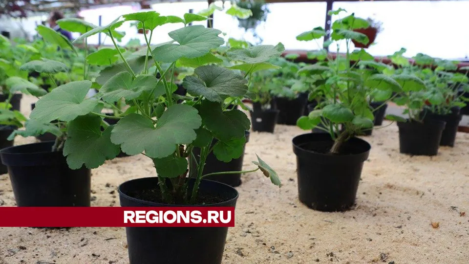 Фото: Максим Лысов