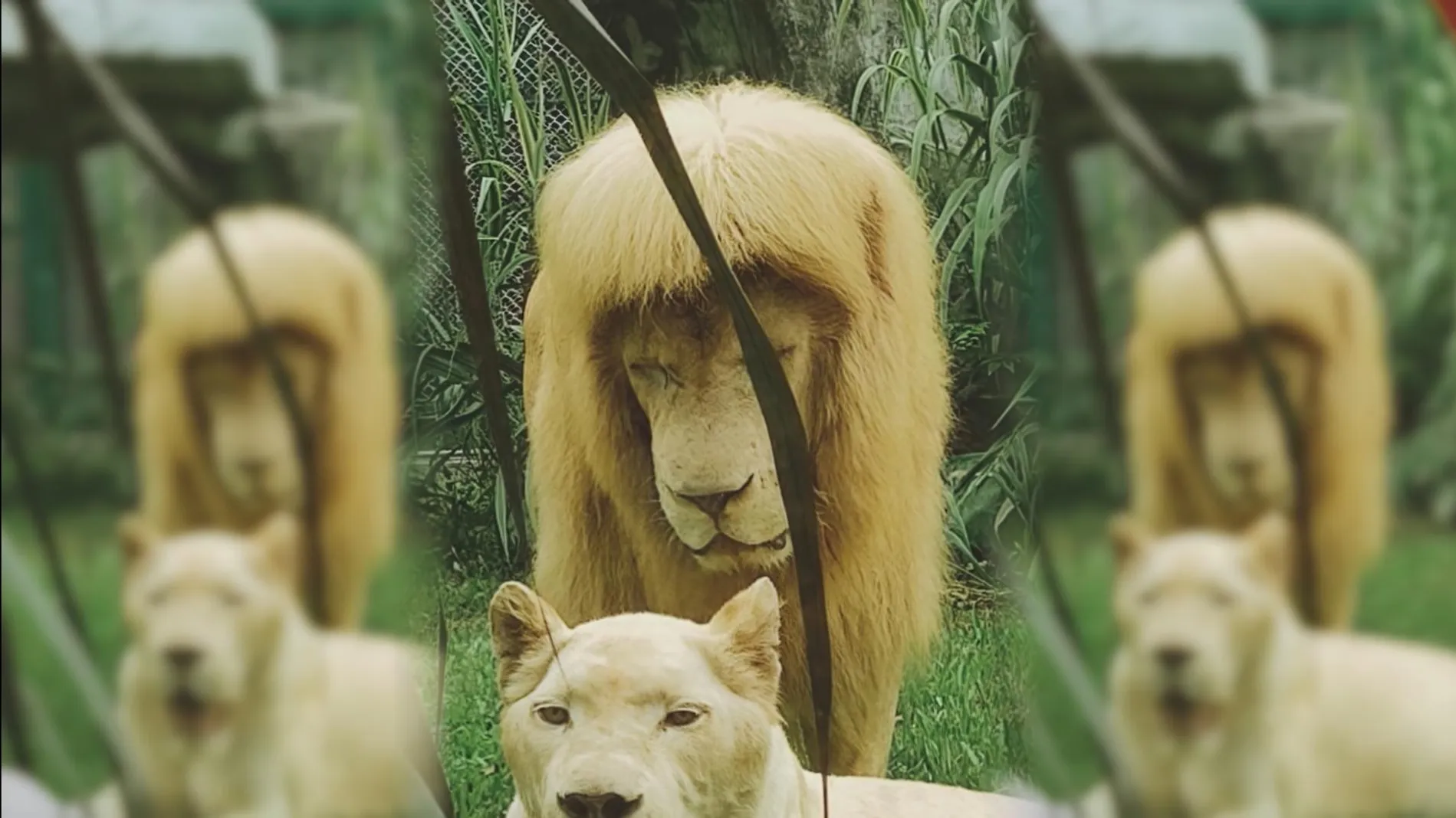 Guangzhou Zoo