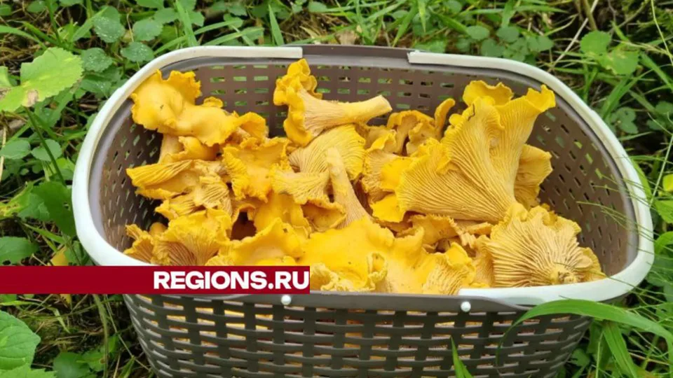 Фото: REGIONS/Наталия Надточая
