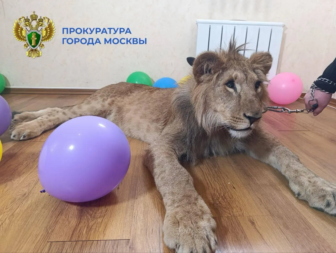 прокуратура Москвы