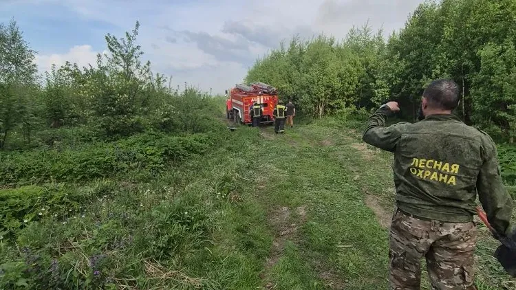 В Московской области сделали прогноз пожарной опасности в лесах