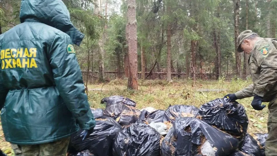 Фото: Комитет лесного хозяйства Московской области