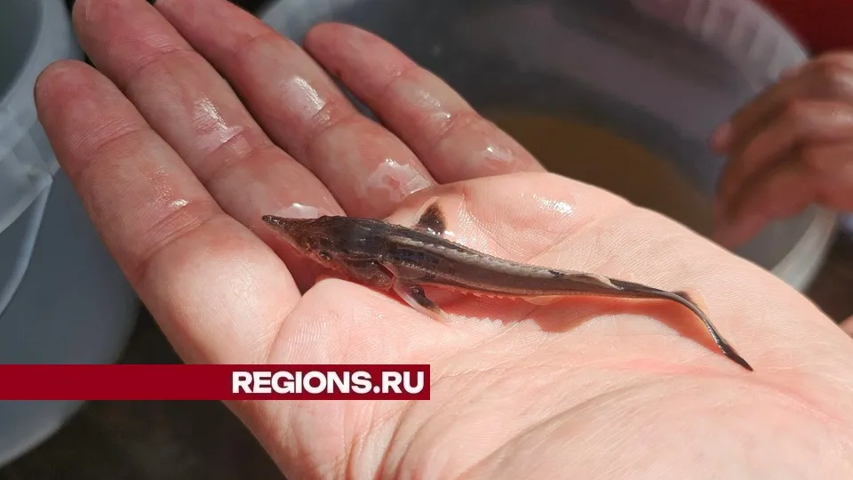 Фото: REGIONS/Александр Дрожжин