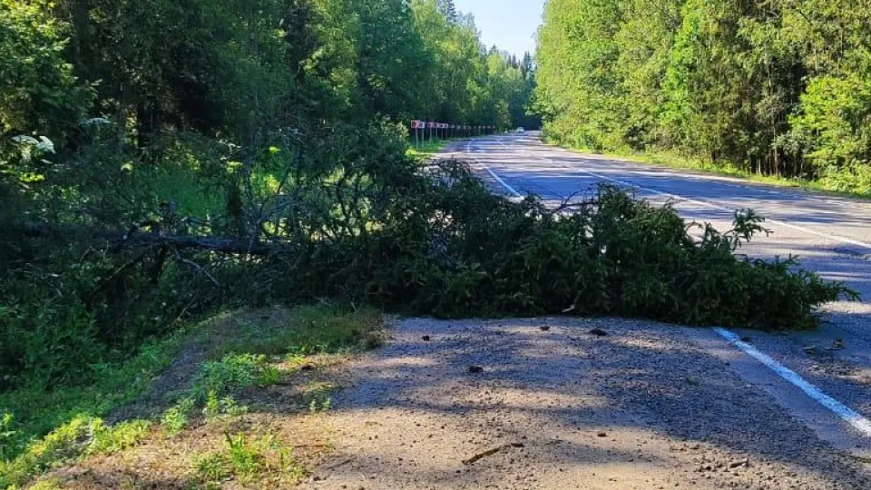 Фото: Комитет лесного хозяйства Московской области