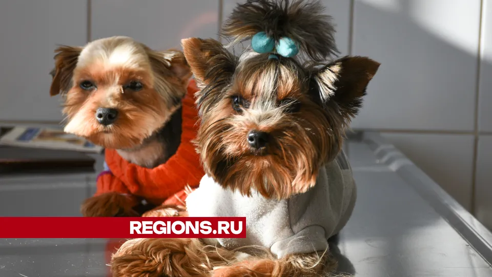 Фото: REGIONS/Евгений Мазепов