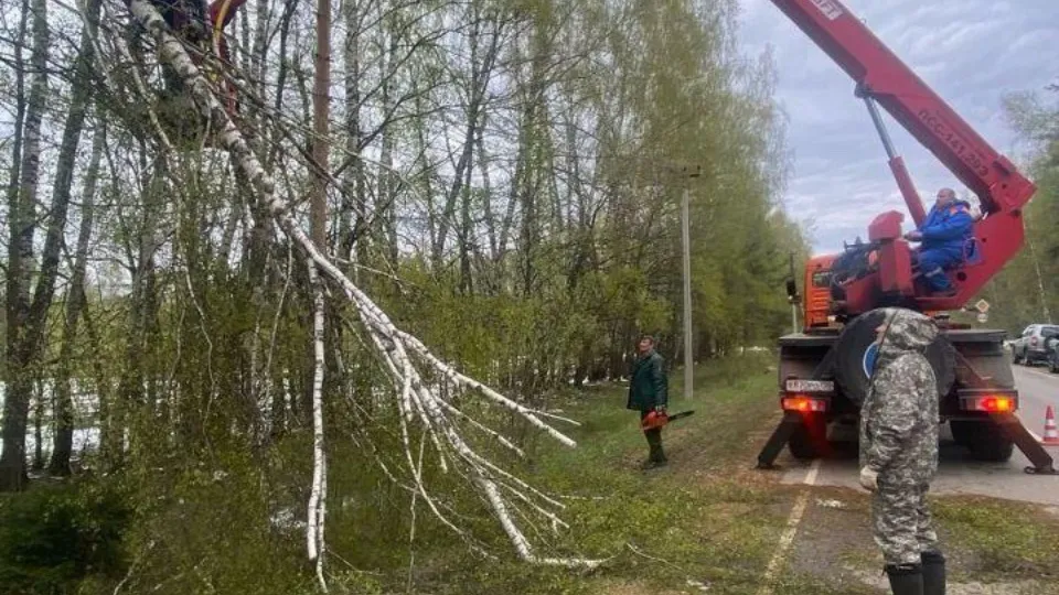 Фото: Комлесхоз МО