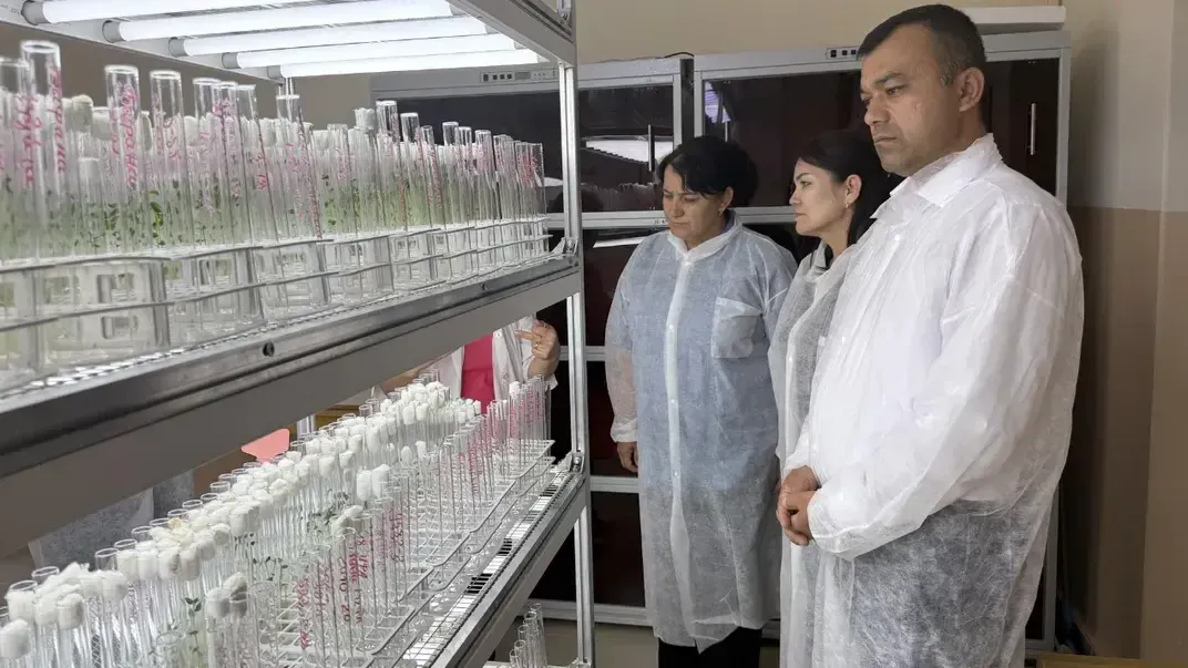 Ученые из Узбекистана посетили Люберцы: российские сорта картофеля могут официально выращивать в республике