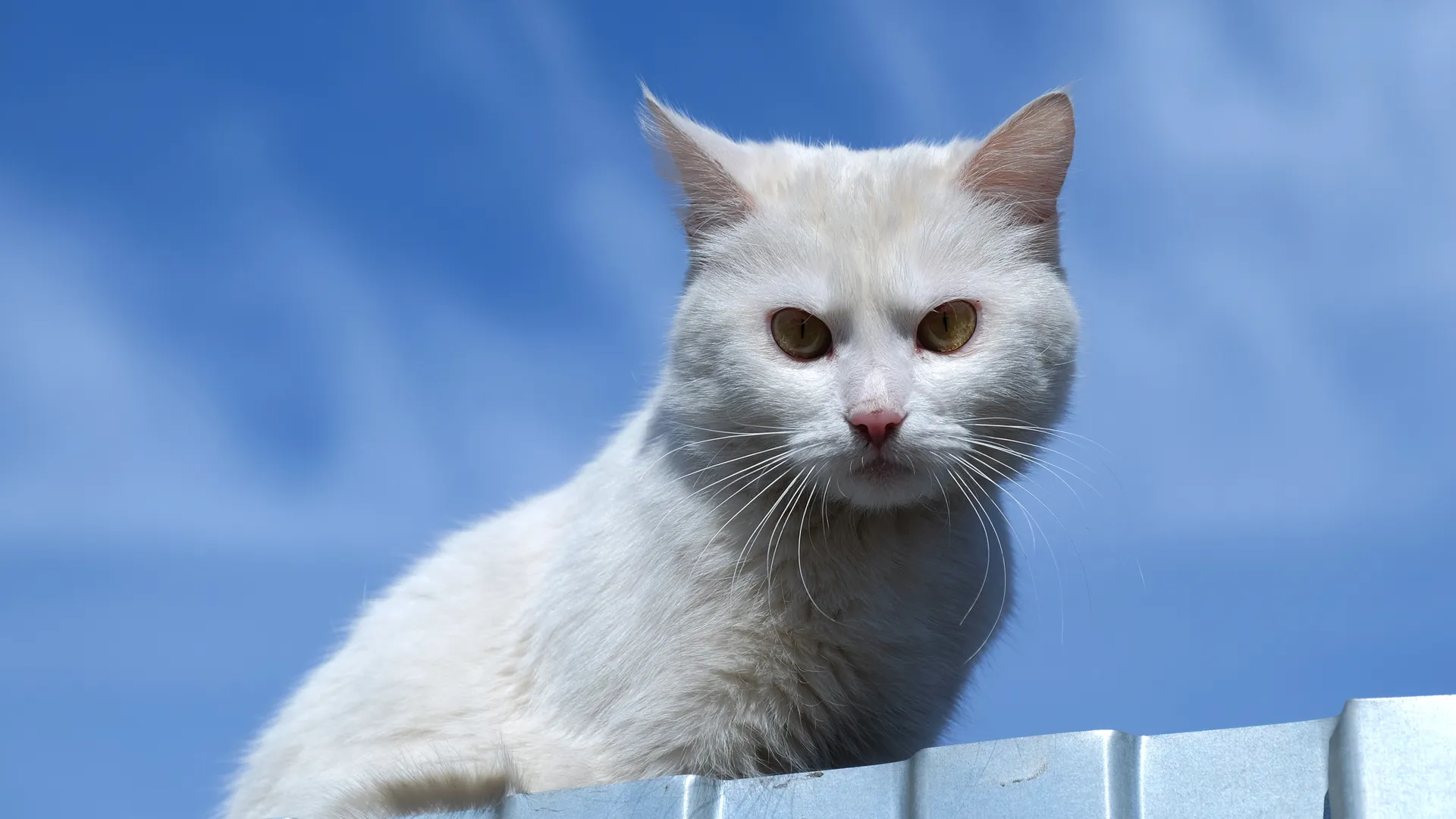 Кошка в Павловском Посаде