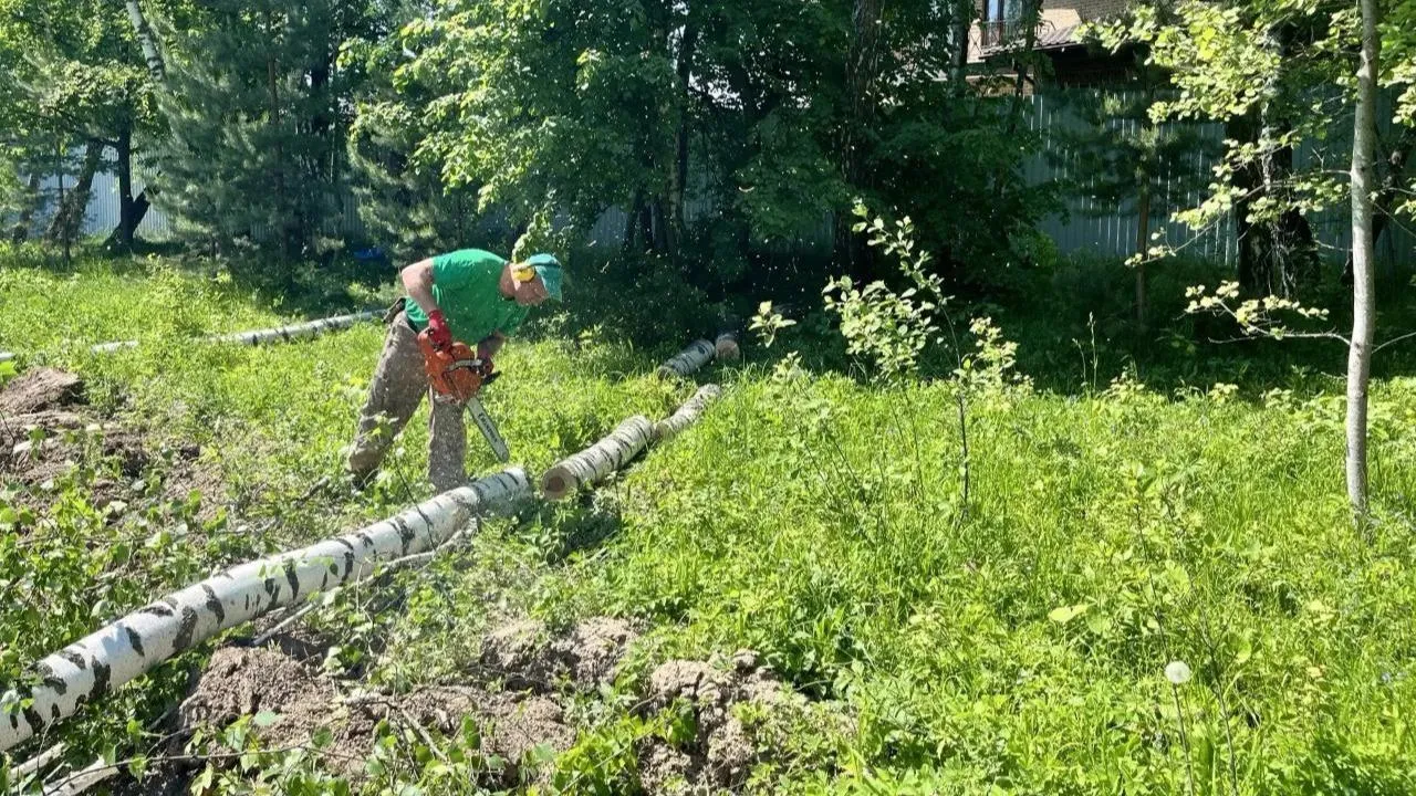 В округе Подольск рядом с деревней Северово убрали опасные деревья