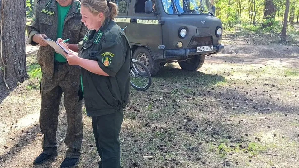 Фото: Комитет лесного хозяйства Московской области