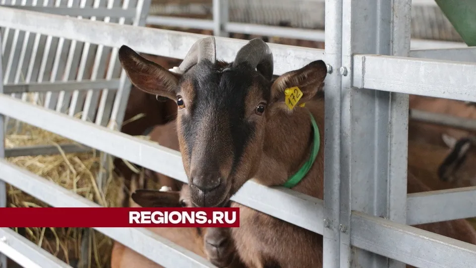 Фото: Александр Дрожжин