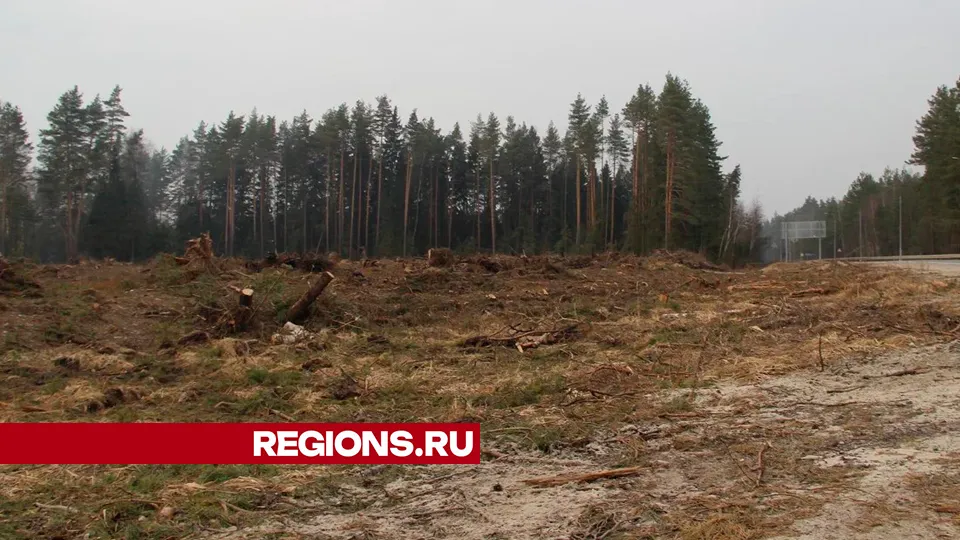 Здесь вырастут новые сосны.  Фото: REGIONS/Василий Тремасов