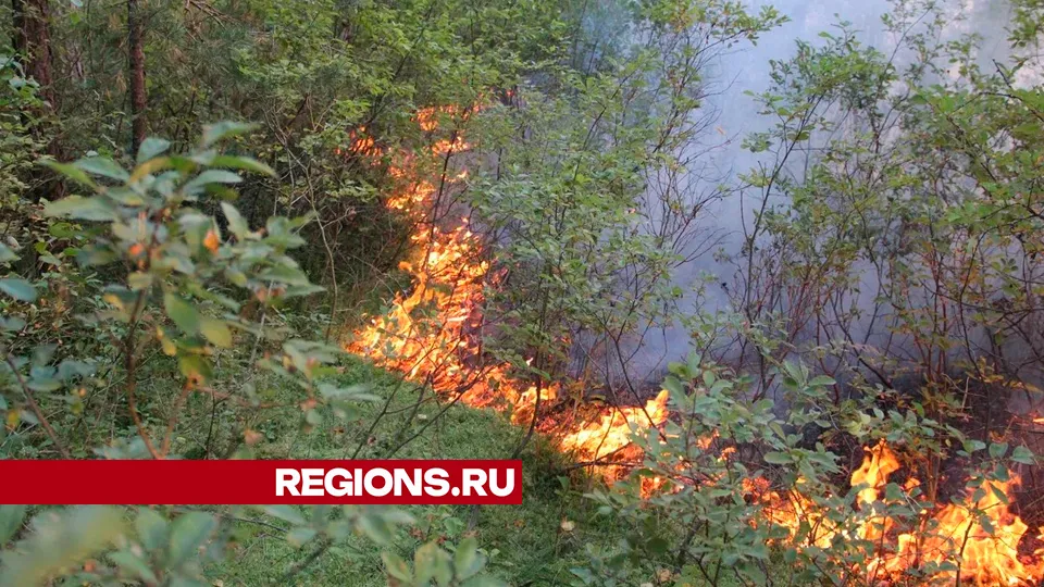 Фото: REGIONS/Василий Тремасов