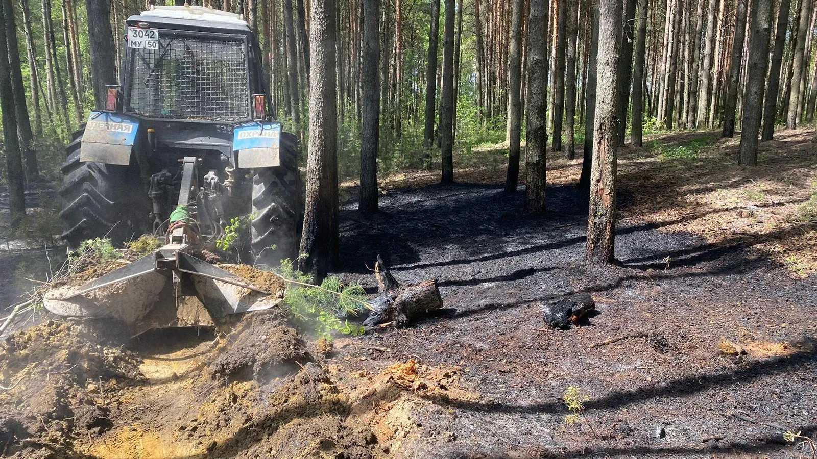 Фото: Комитет лесного хозяйства Московской области