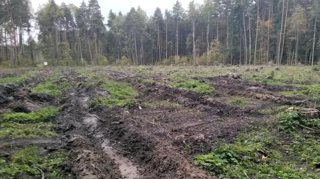 В Ступине завершили подготовку почвы под посадку 3,5 га нового леса