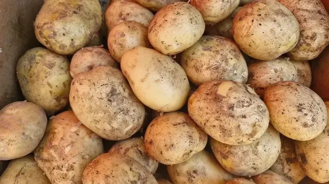 Когда выкапывать картофель: 3 главных признака созревания и советы агронома