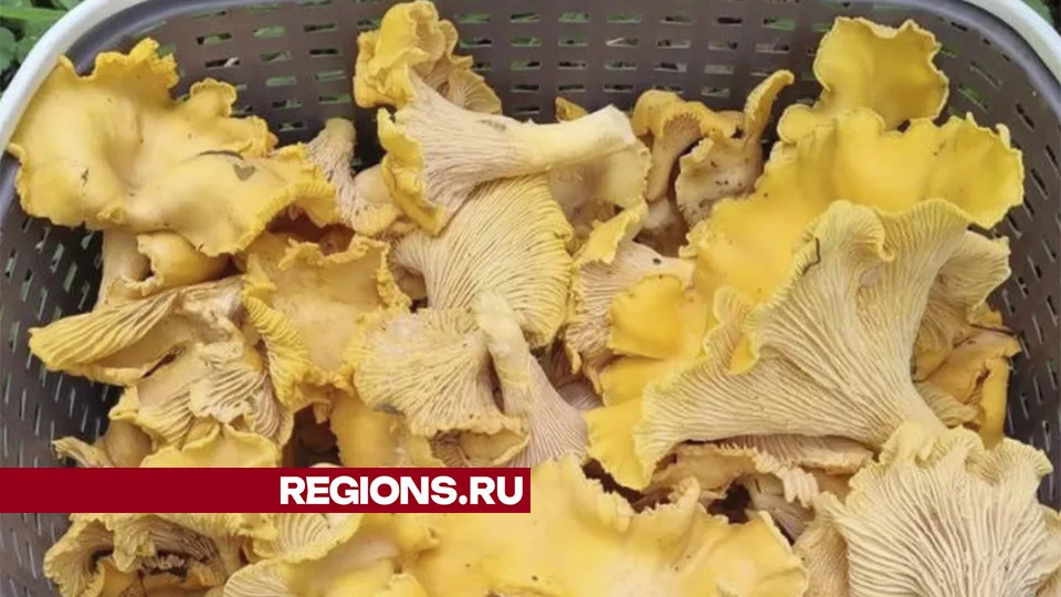 Фото: REGIONS/Наталия Надточая