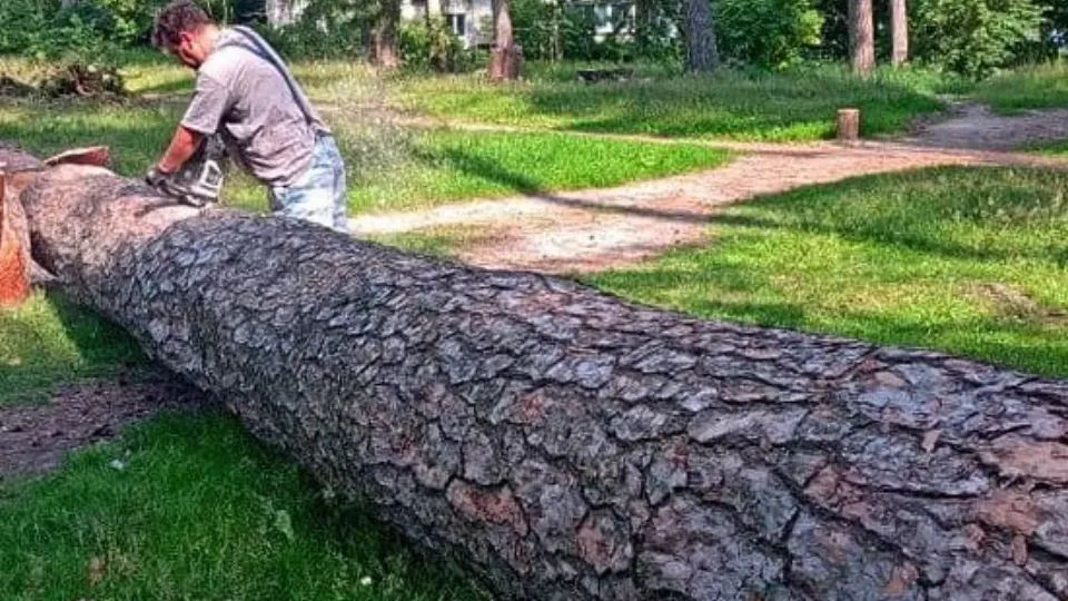 Фото: Комитет лесного хозяйства Московской области
