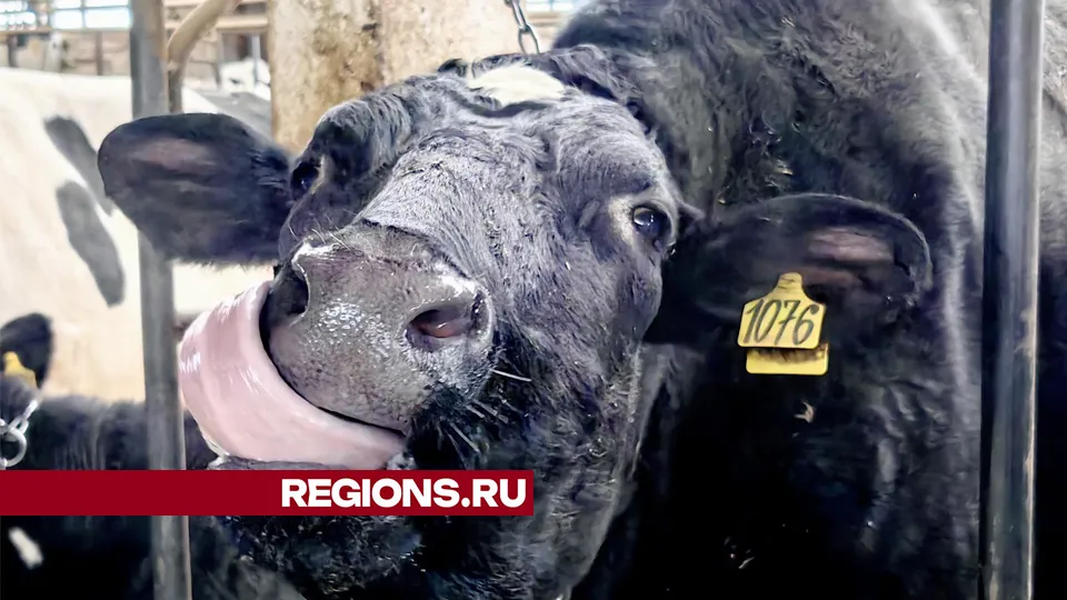 Фото: REGIONS/Елена Катасонова