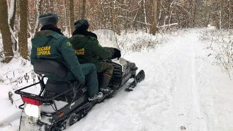 Фото: Комитет лесного хозяйства Московской области