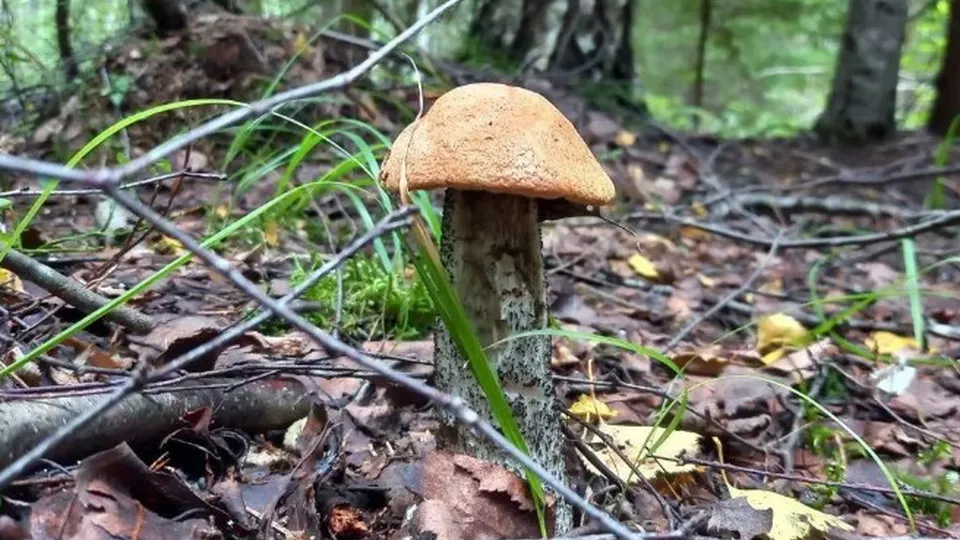 Фото: Комлесхоз МО