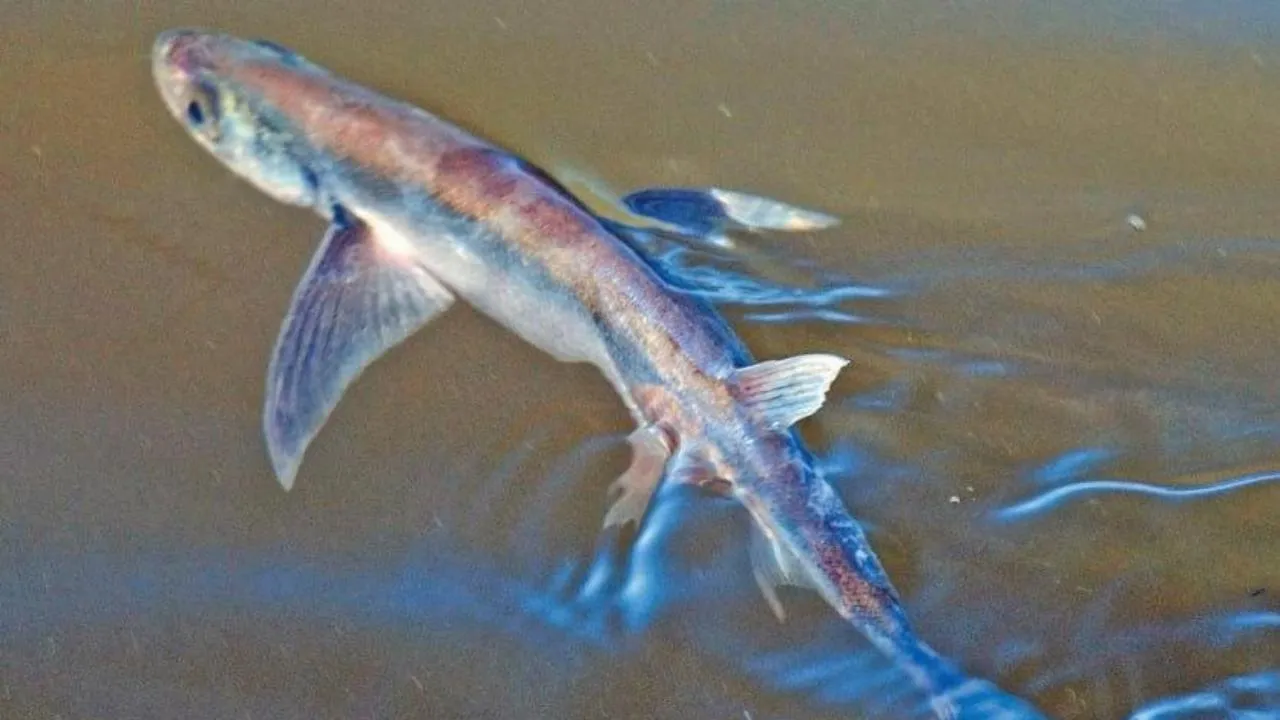 Минэкологии Московской области напоминает о запрете на ловлю краснокнижных рыб