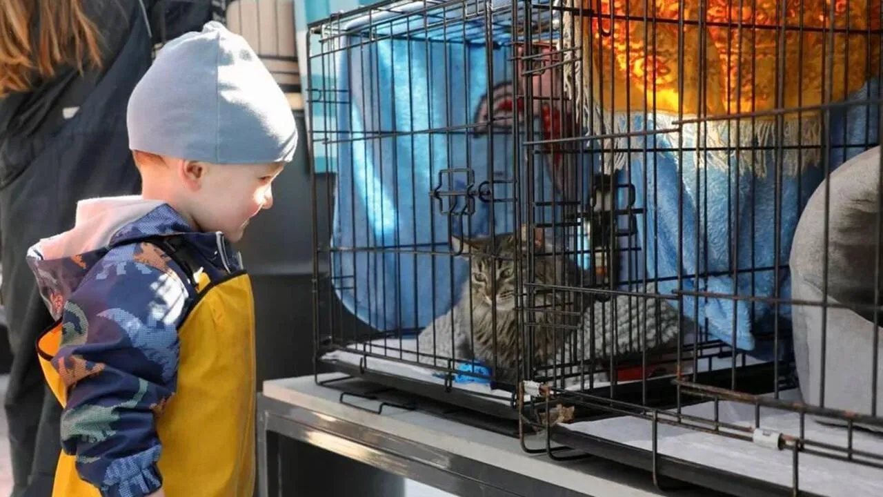 «Возьми друга из приюта»: шесть животных обрели дом за один день в Наро-Фоминске