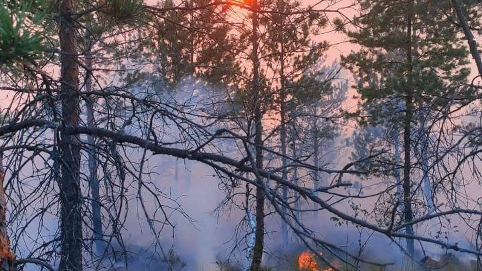 Фото: Комитет лесного хозяйства МО