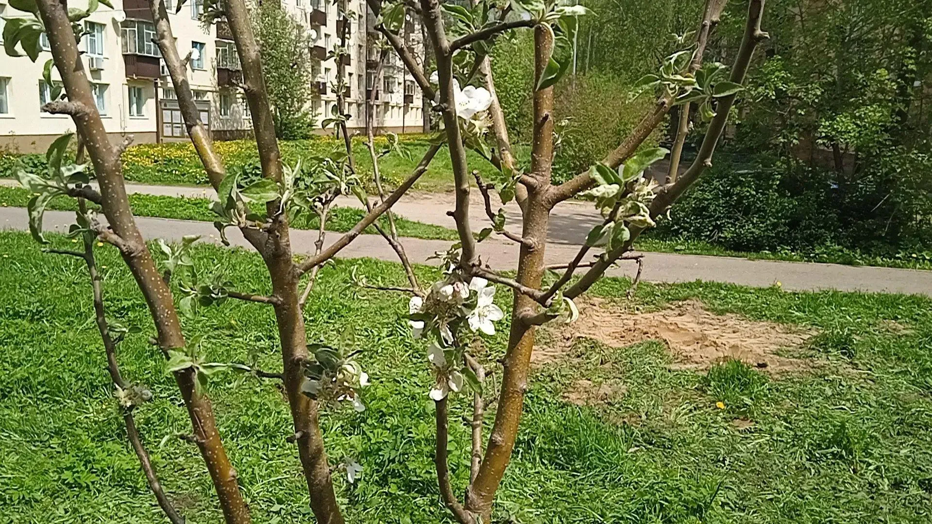 Картинка