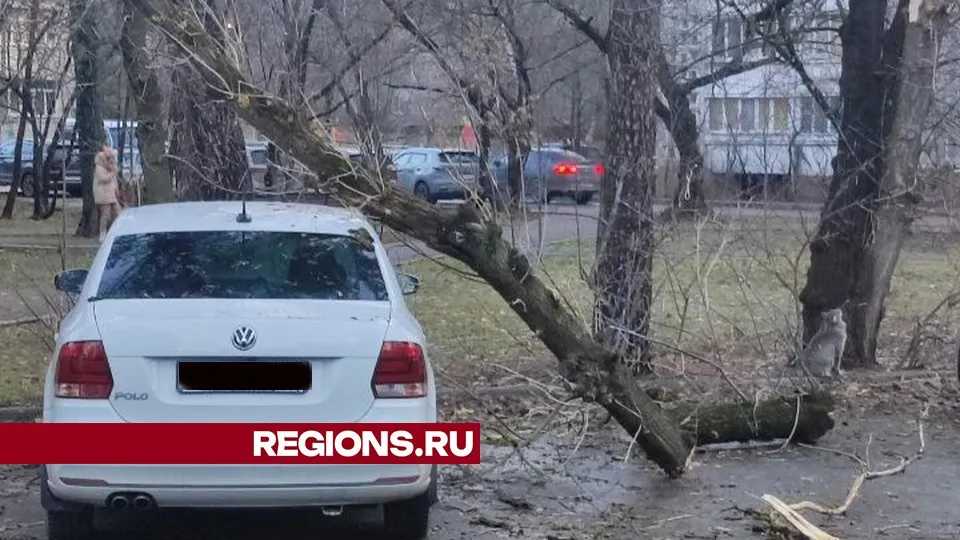 Фото предоставлено жительницей Жуковского