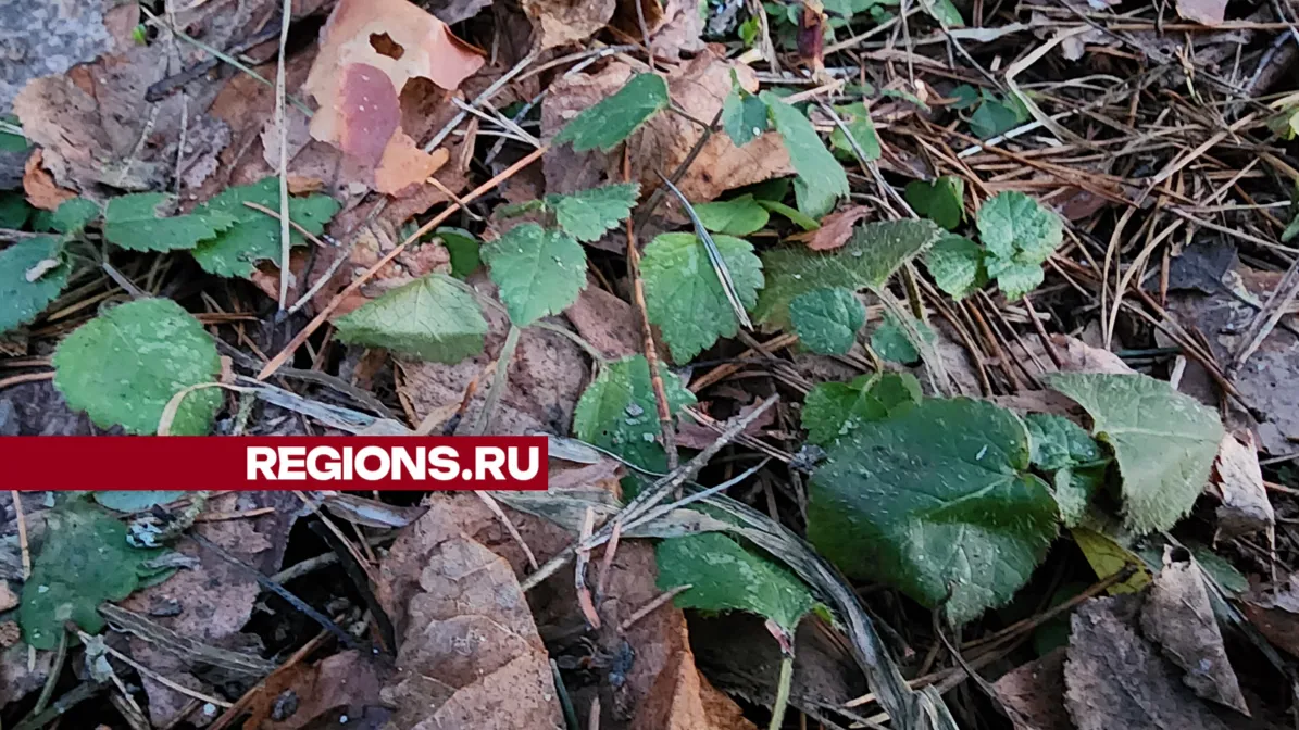 Фото: REGIONS/Арина Кузнецова