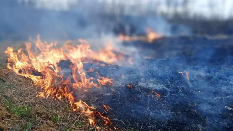 Фото: Комитет лесного хозяйства Московской области
