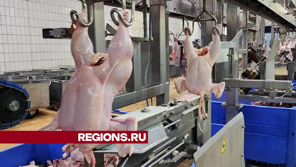 Фото: Медиабанк Подмосковья