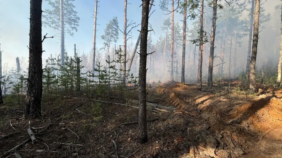 Фото: Комитет лесного хозяйства Московской области