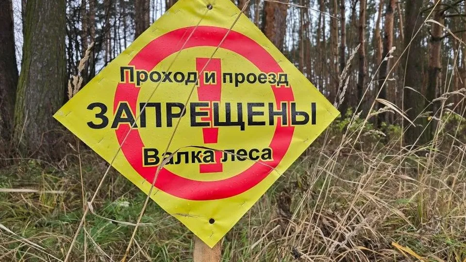 Фото: Комитет лесного хозяйства Московской области