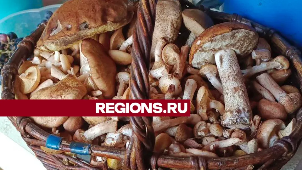 Фото: Алексей Грызлов