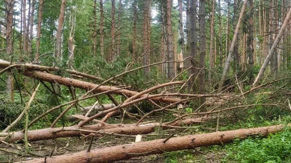 Фото: Комитет лесного хозяйства МО