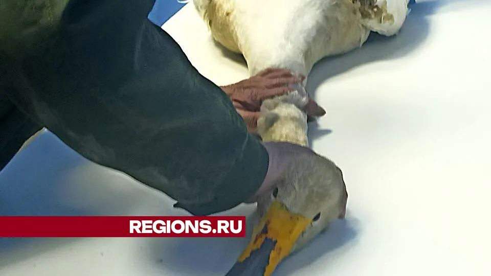 Фото: Ольга Пятикрестовская
