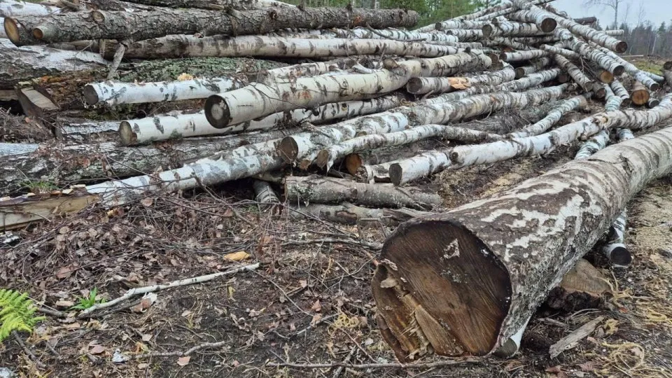 Фото: Комитет лесного хозяйства московской области