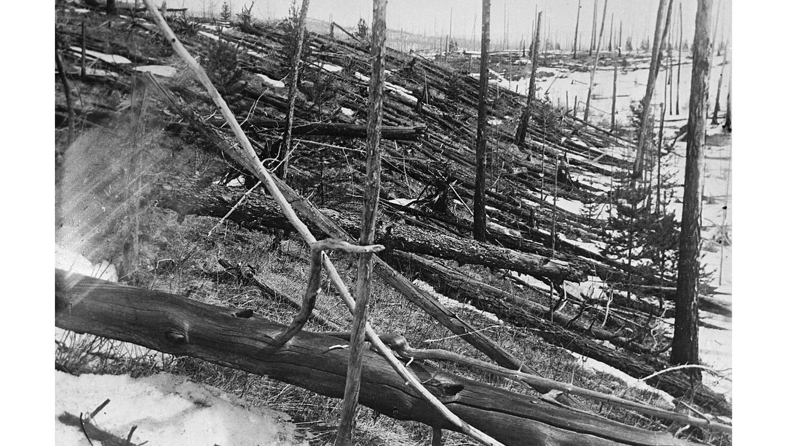 Поваленные деревья возле места взрыва Тунгусского метеорита, май 1929 года