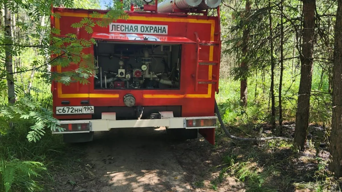 Фото: Комитет лесного хозяйства Московской области