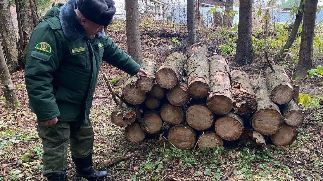Фото: Комитет лесного хозяйства Московской области