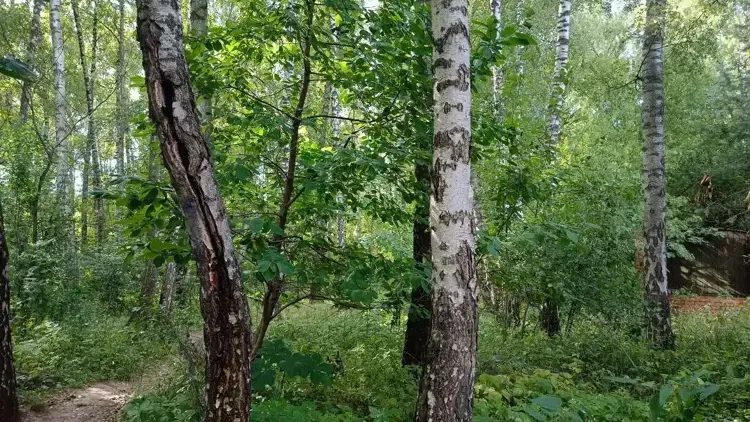 Участок на торгах в Подмосковье
