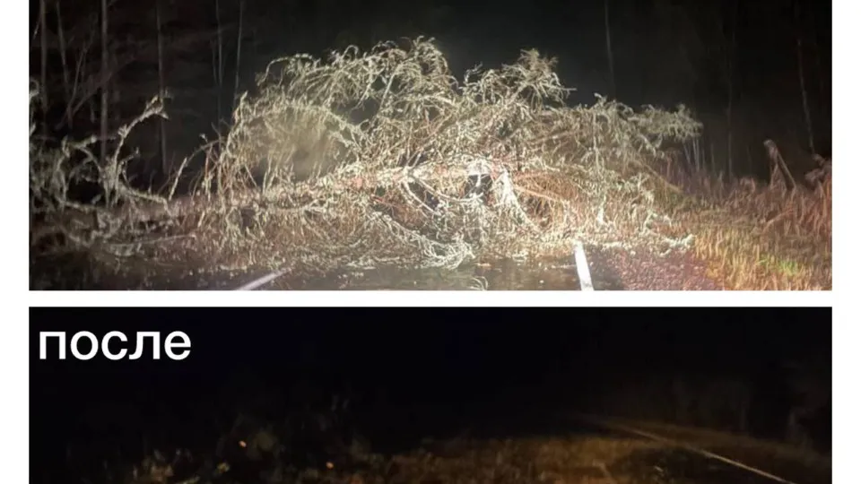 Поваленное ветром дерево оперативно убрали с дороги. Фото: t.me/oficialnyegorievsk