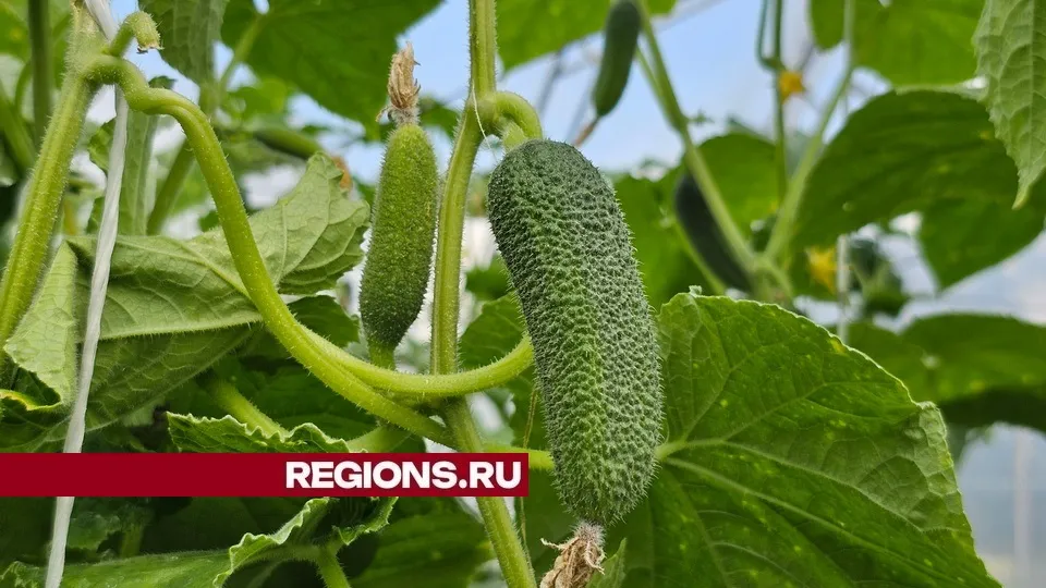 Фото: REGIONS/Александр Дрожжин